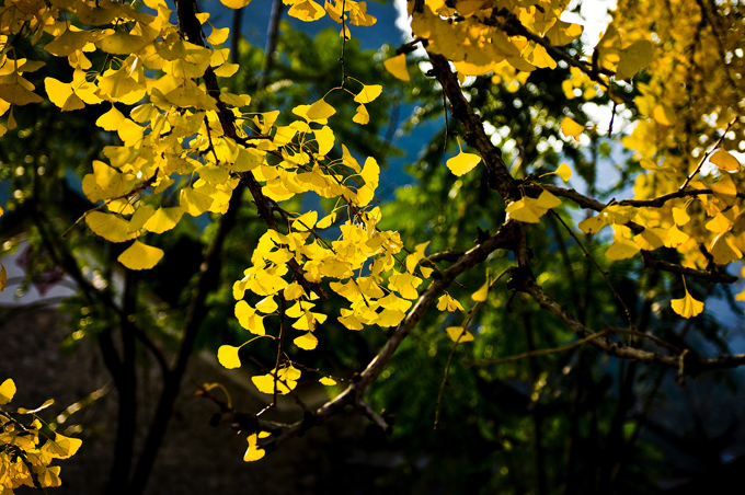 DSC_4690-1.jpg