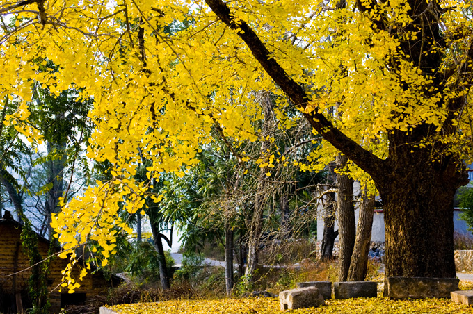 DSC_4705-1.jpg