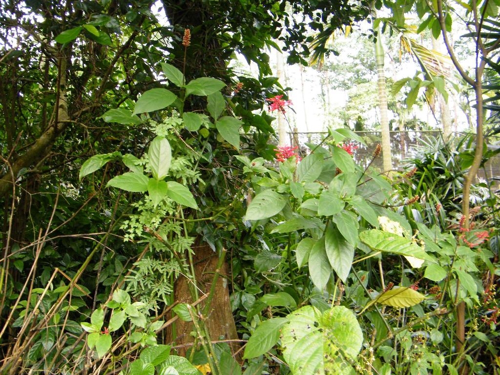 DSCF0542.JPG