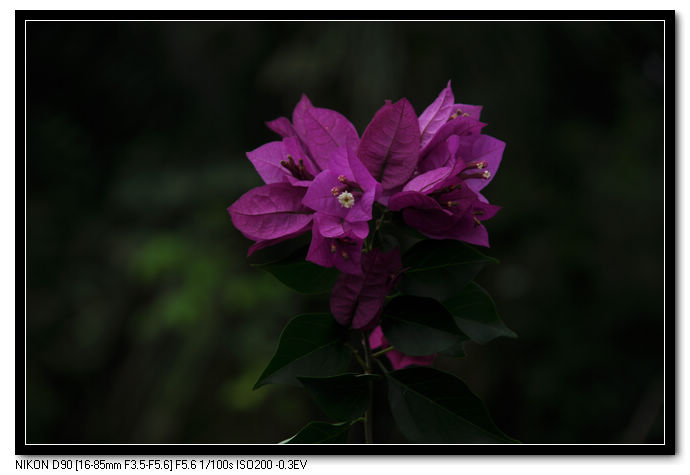 DSC_0901.JPG