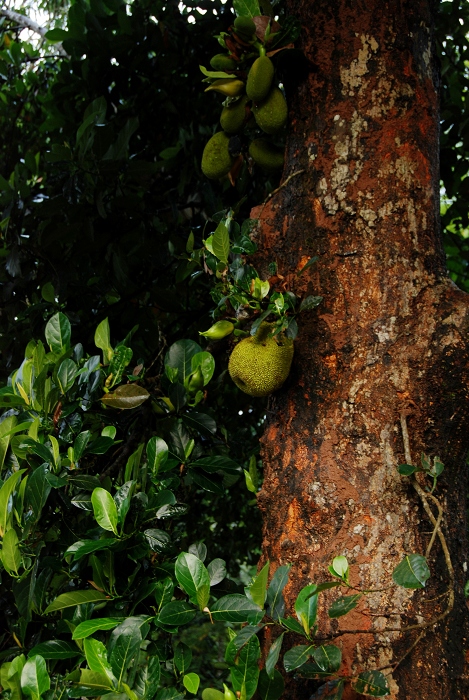 DSC_1920.JPG