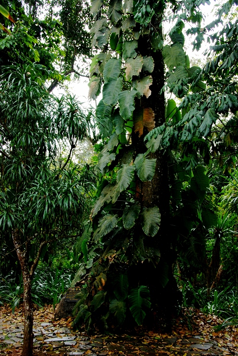 DSC_1725.JPG