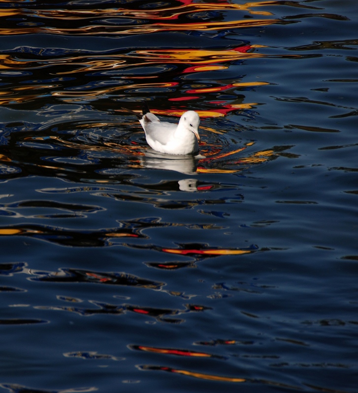 DSC_0421.JPG