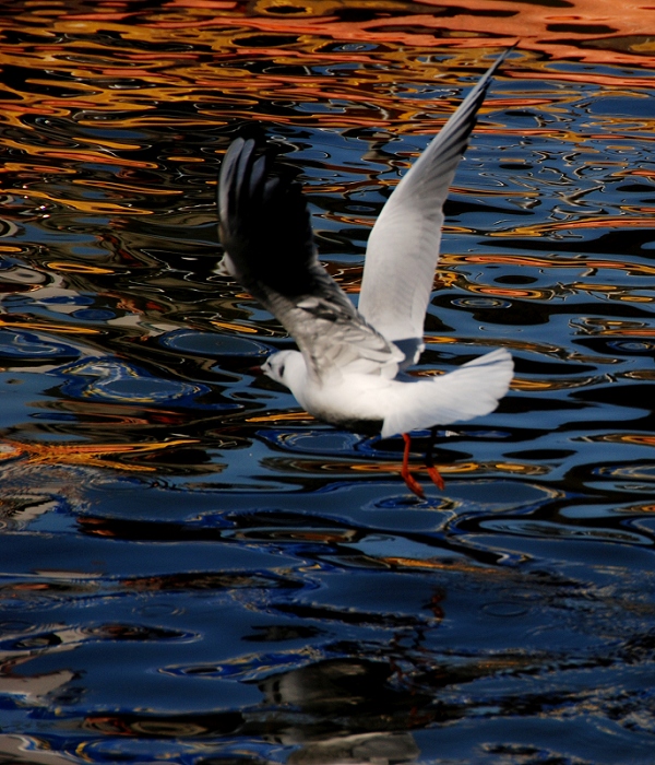 DSC_0417.JPG