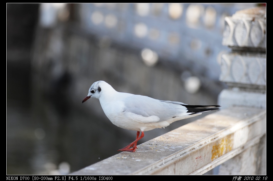 DSC_0485.jpg