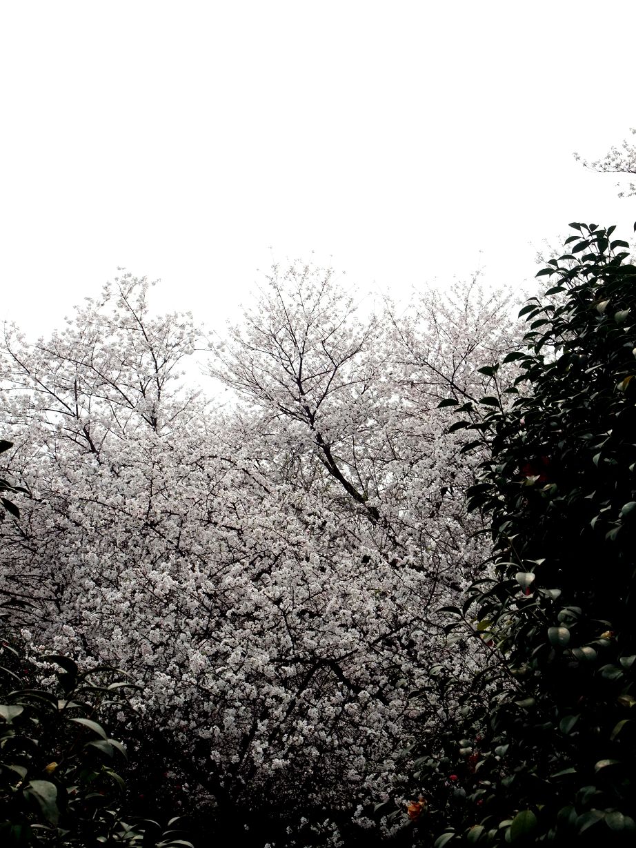 DSCF0539a.jpg