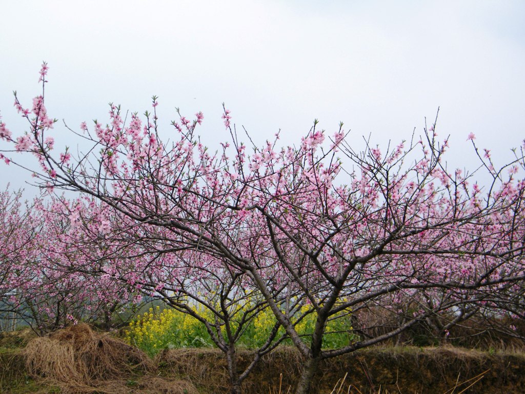 DSCF0106.JPG
