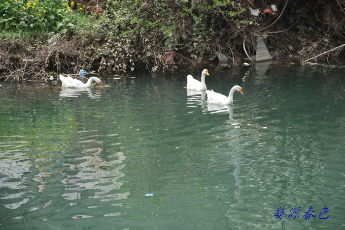 DSC_7138.jpg