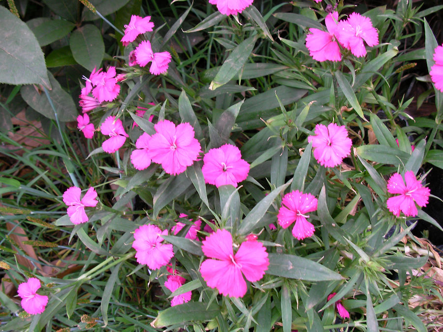 nEO_IMG_SANY1546.jpg