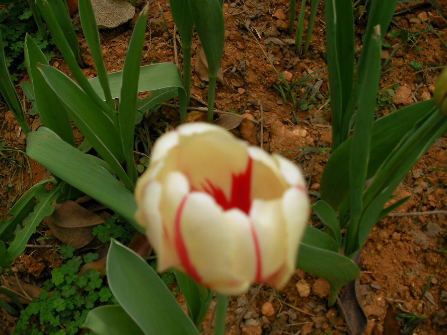 nEO_IMG_SANY1579.jpg