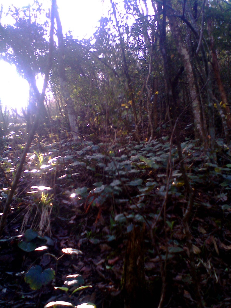 IMG0376A.jpg