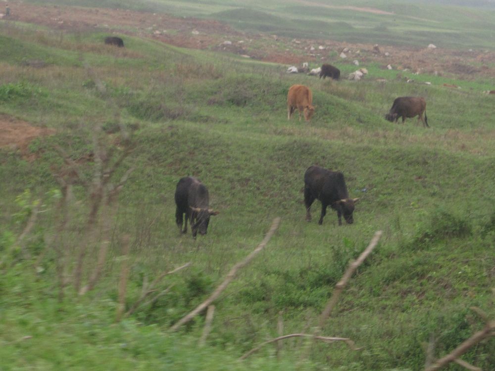 IMG_0890.jpg