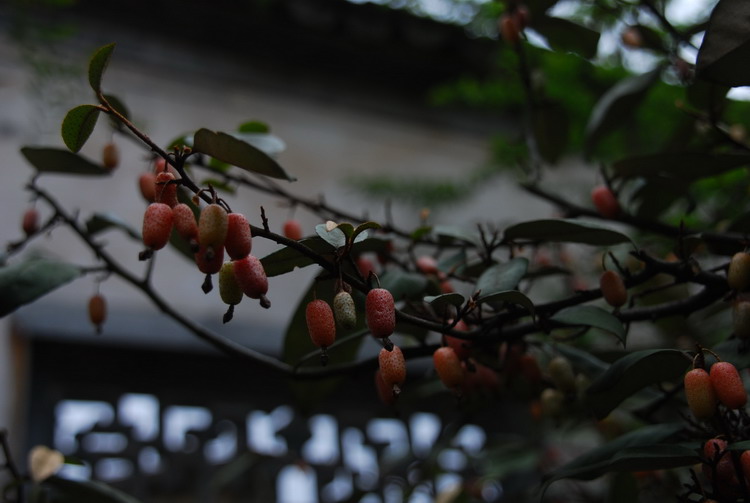 DSC_4815_��С��С.JPG