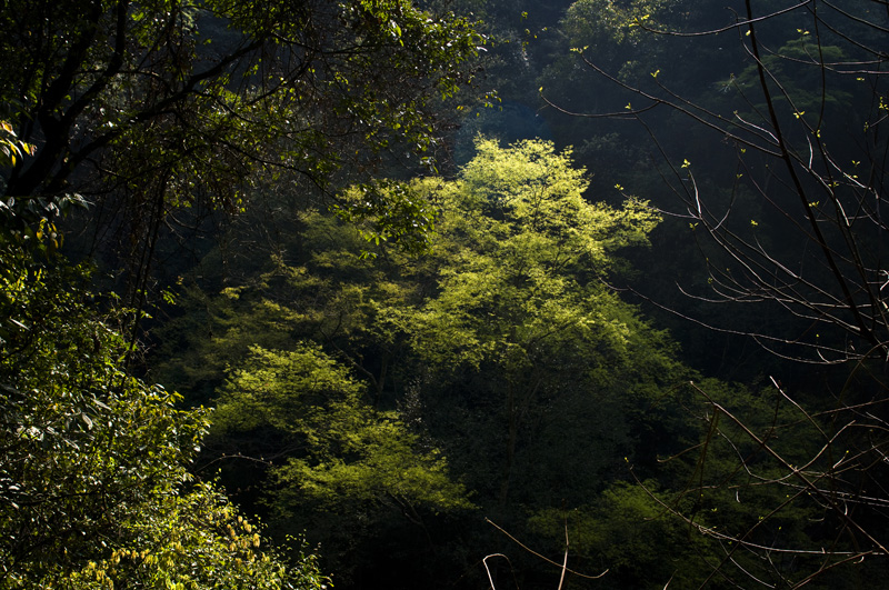 DSC_6650-1.jpg