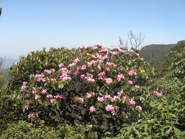 IMG_4247.jpg
