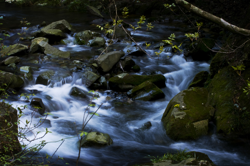 DSC_6599-1.jpg