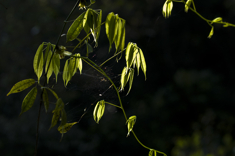 DSC_6499-1.jpg