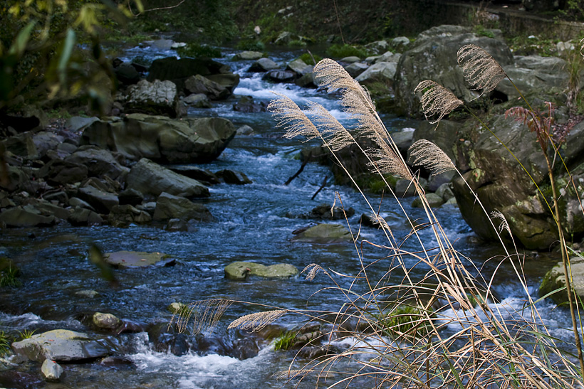 DSC_6574-1.jpg