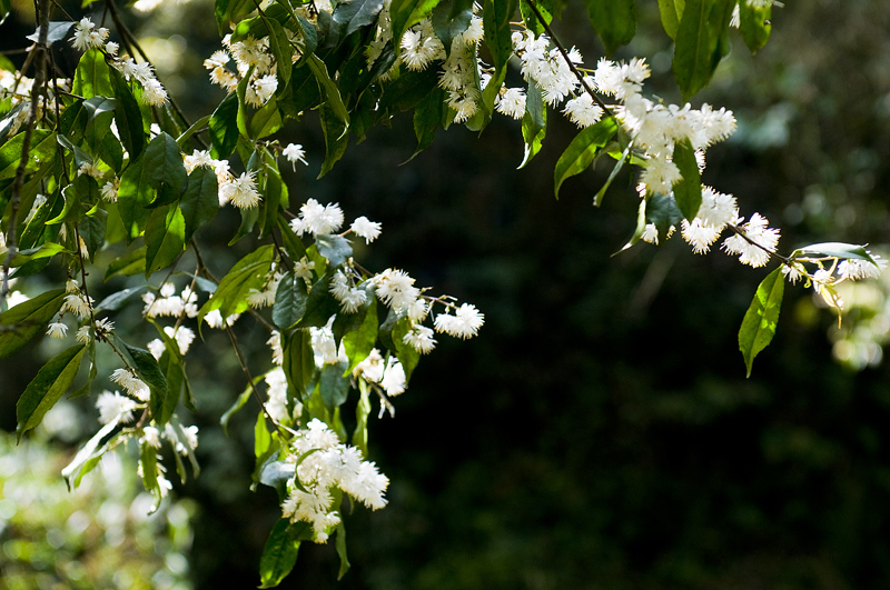 DSC_6689-1.jpg