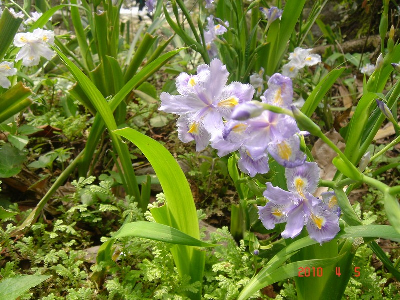 ����СϪ 067.jpg