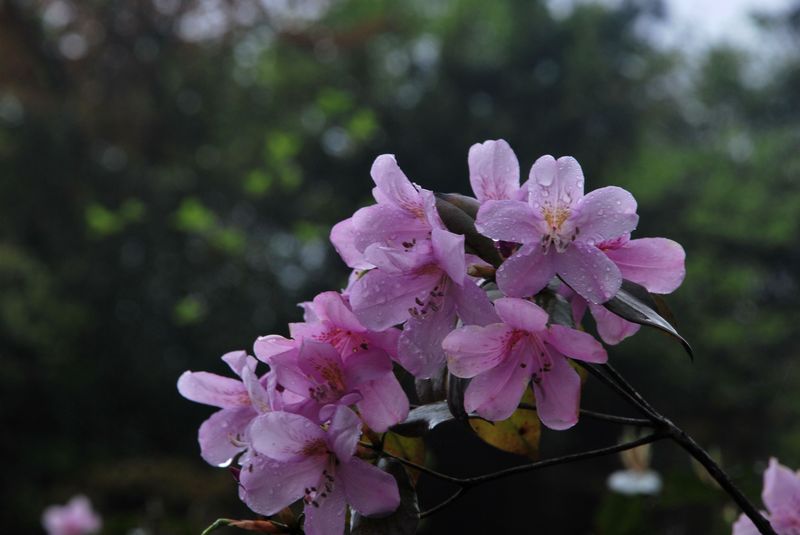 DSC_0333.JPG