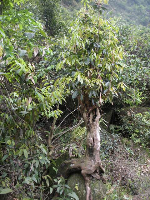 ������С 2010327��Ƭ 232.jpg