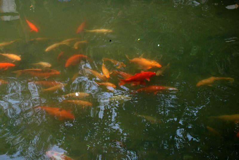 DSC_0444.JPG