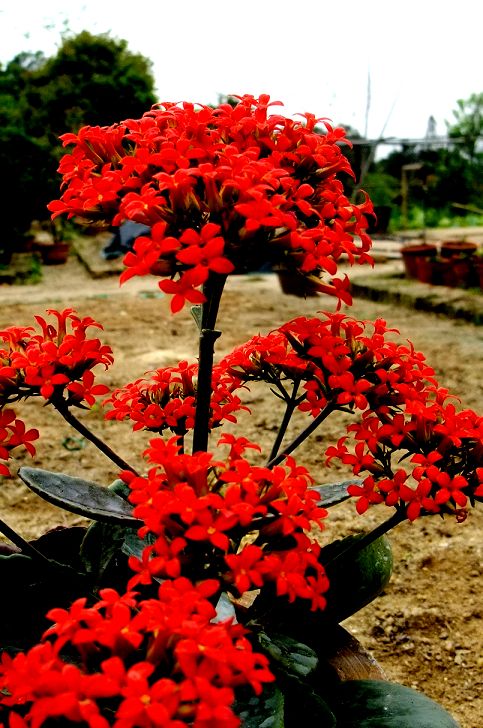 hua8(001).jpg