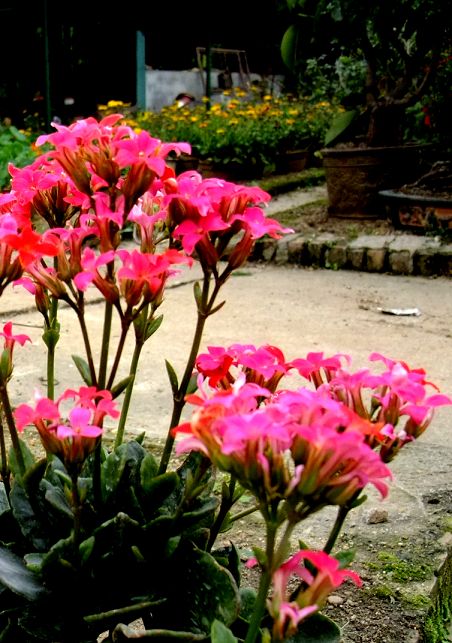 hua9(001).jpg