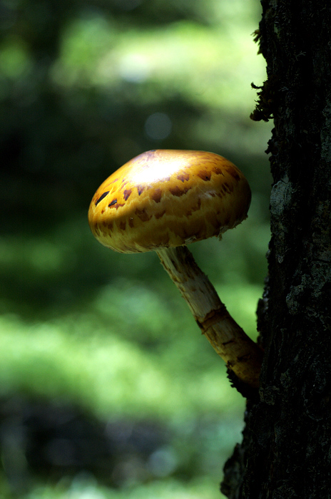 DSC_5466.jpg