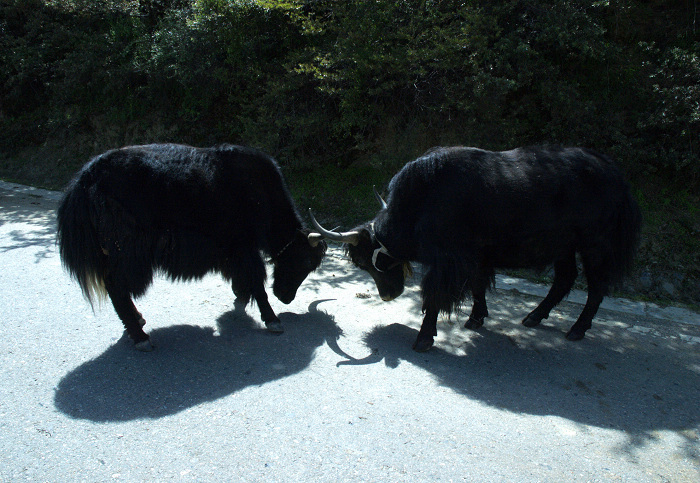 DSC_4969.jpg