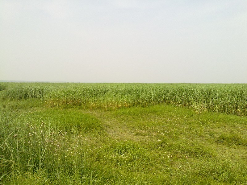 BigBull_20100501939.jpg