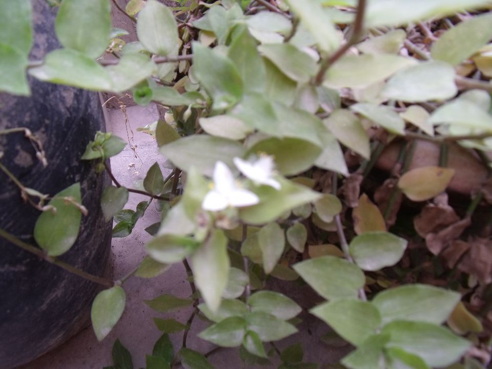 20100430ɽ��03.jpg