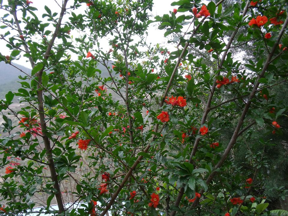 20100430ʯ��01.jpg