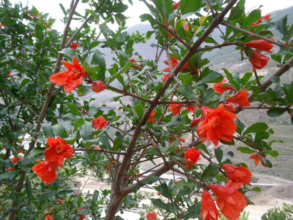 20100430ʯ��02.jpg