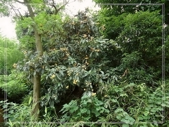 DSC00450.jpg