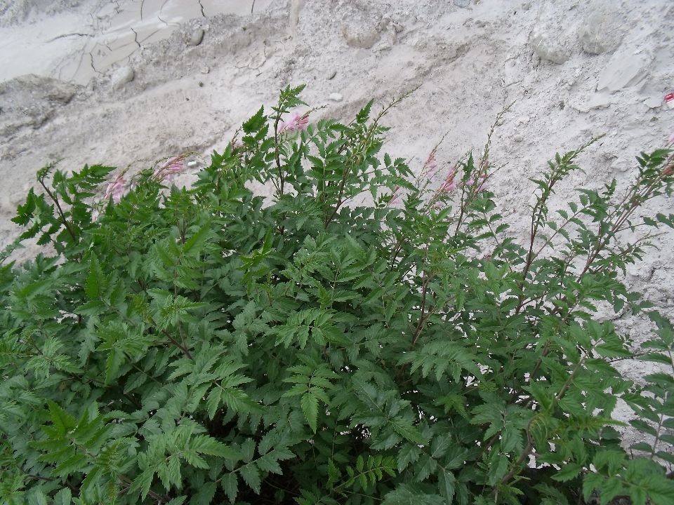20100520 090.jpg