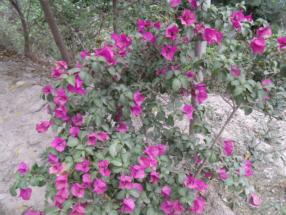 20100520 089.jpg