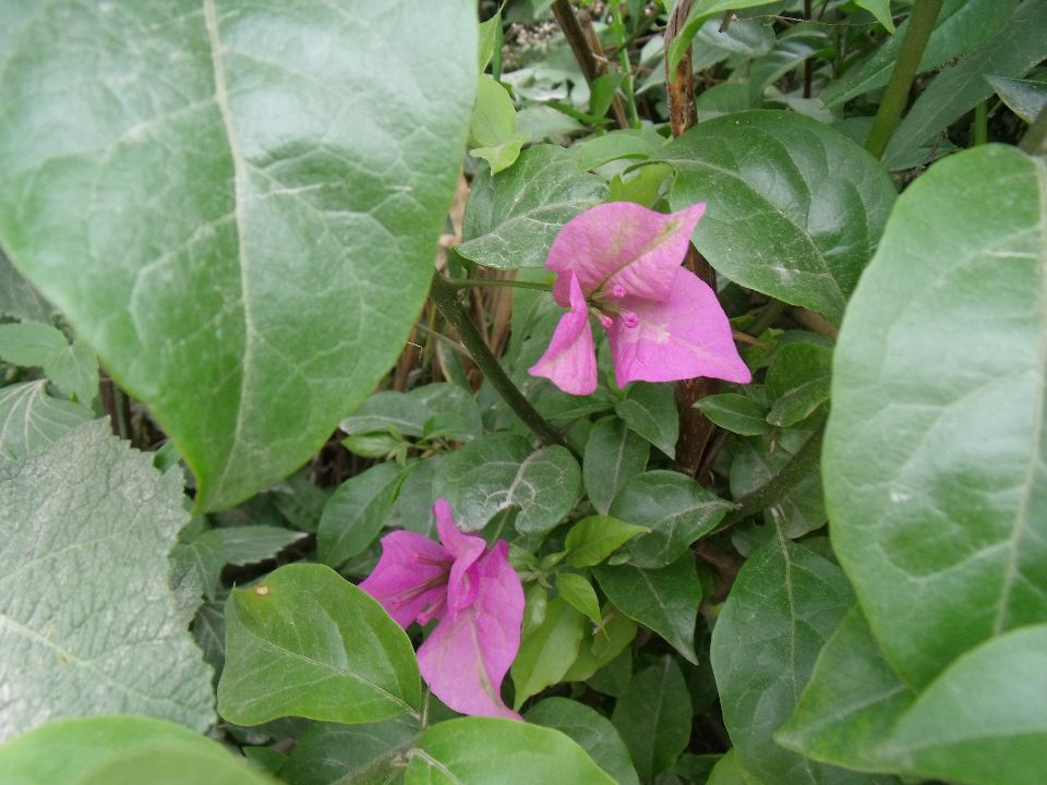 20100520 085.jpg