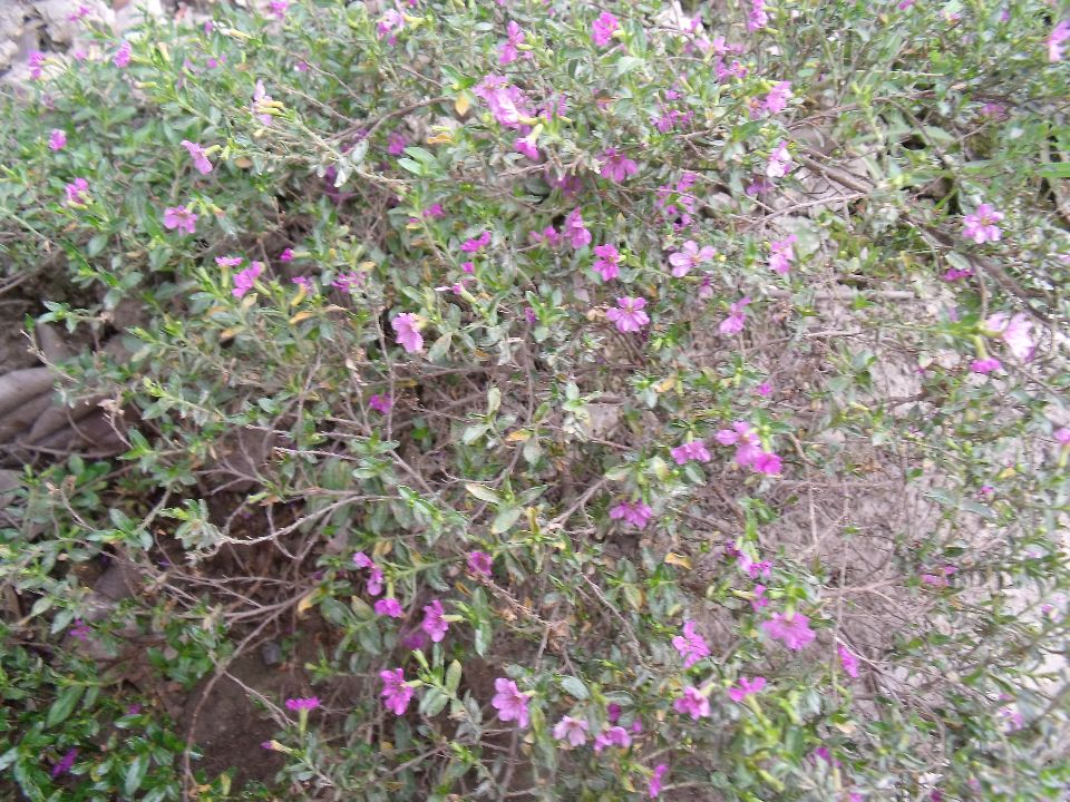 20100520 080.jpg
