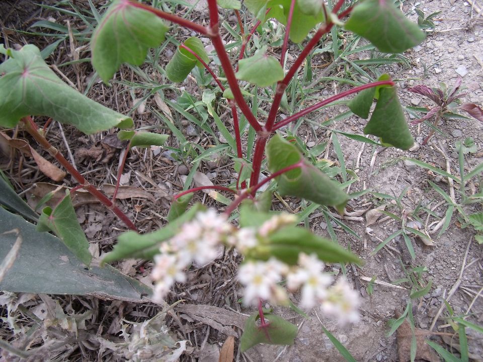 20100520 078.jpg