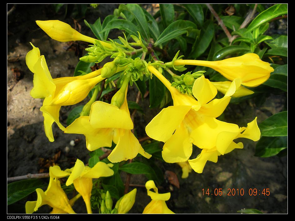 DSCN8615.jpg