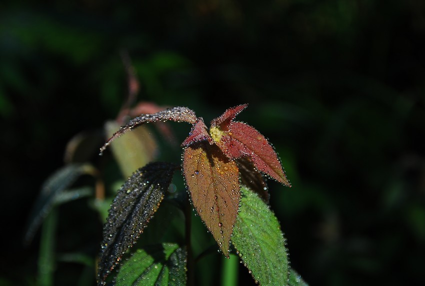 DSC_0433.JPG