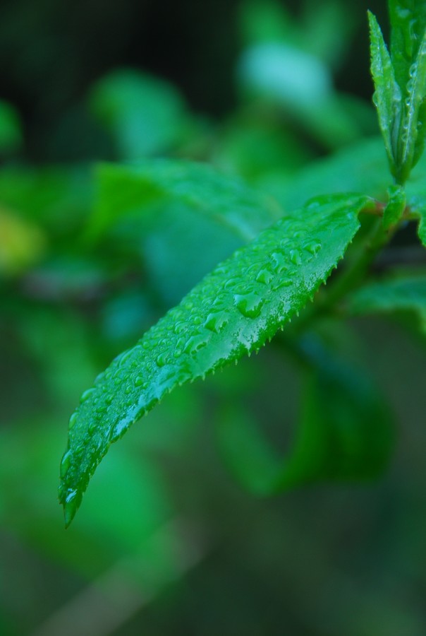DSC_0462.JPG