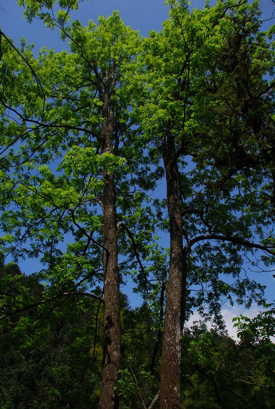 DSC_0526.JPG