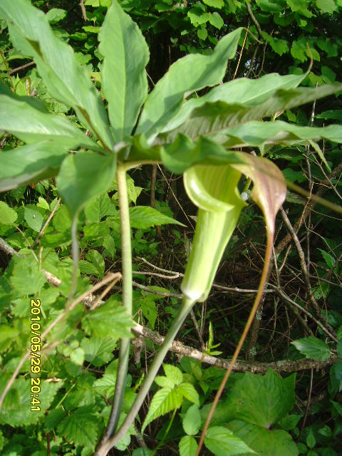 SNV32666.JPG