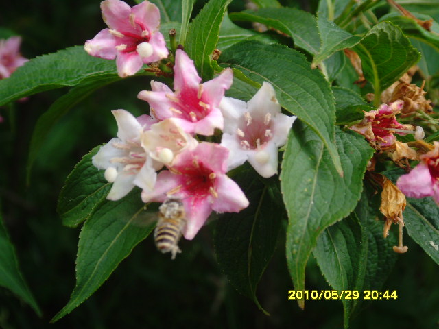 SNV32667.JPG