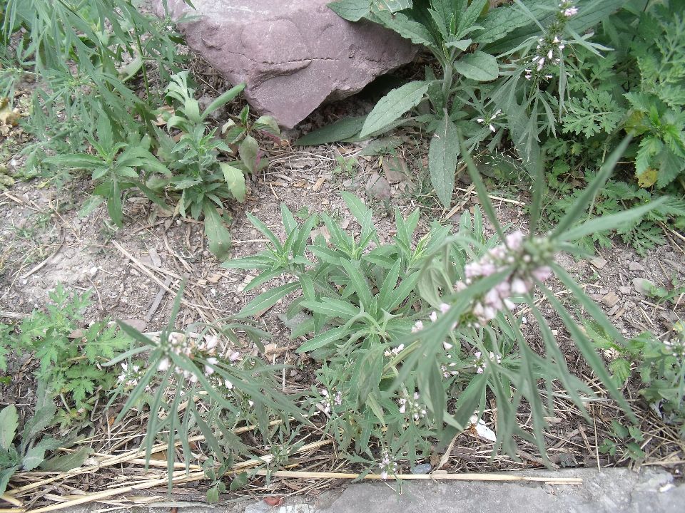 20100520 057.jpg