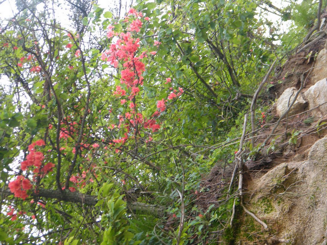 DSCF0052.JPG