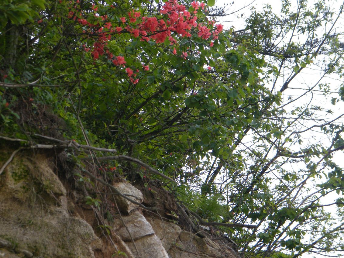 DSCF0054.JPG